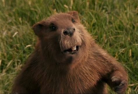 bbc narnia beaver